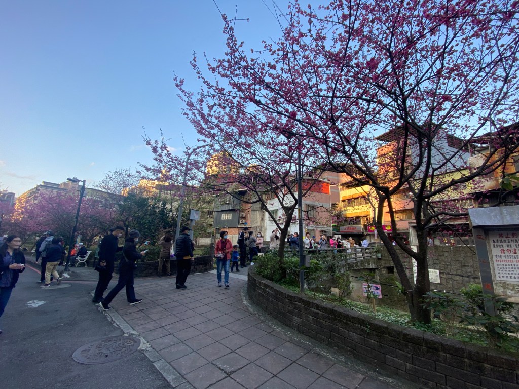 戶外展覽 汐止櫻花季進場完工