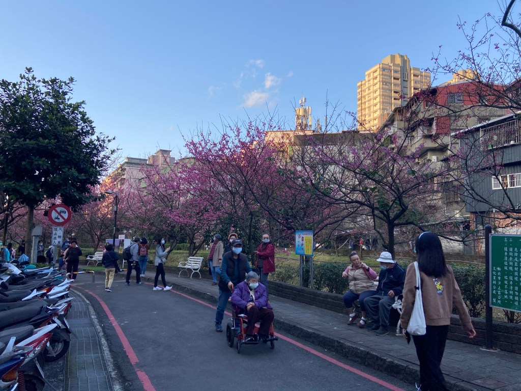 戶外展覽 汐止櫻花季進場完工