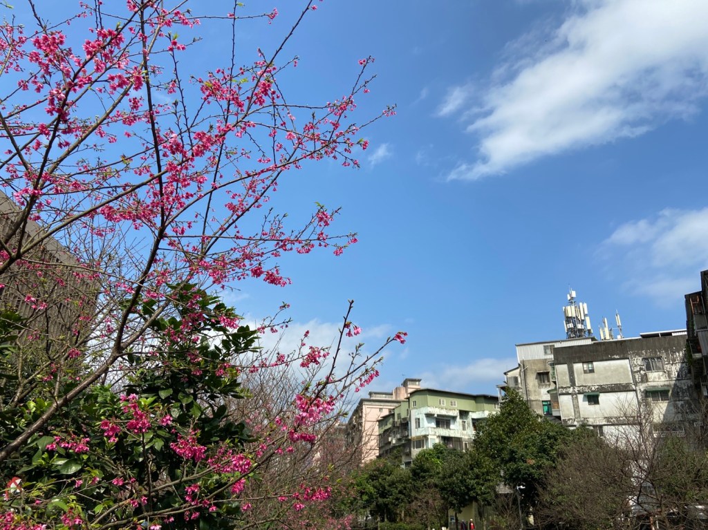 戶外展覽 汐止櫻花季進場完工